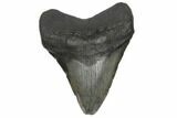 4.71" Fossil Megalodon Tooth - South Carolina - #186651-1